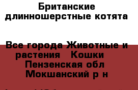 Британские длинношерстные котята - Все города Животные и растения » Кошки   . Пензенская обл.,Мокшанский р-н